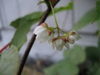 Kiwi Vine in Alaska