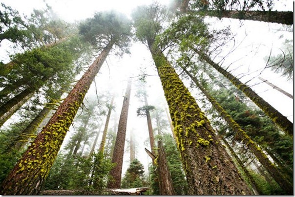  imagens das sequois do Parque Nacional Redwood (5)