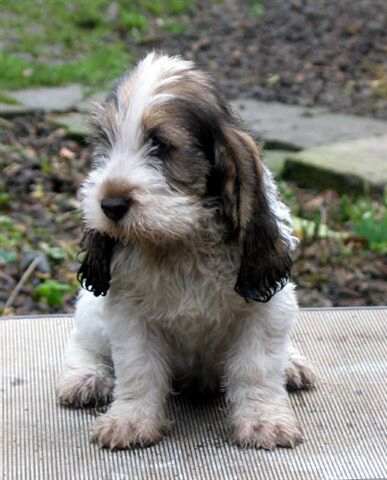 Dog Blog Dog Breed: Grand Basset Griffon Vendeen Dog Br