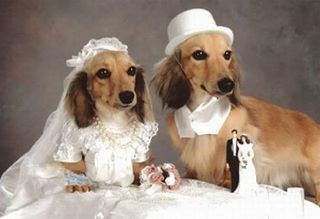 Funny Image of A dog and bitch Recently Got Married and posing that we are married now