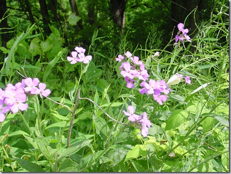 This one is a bit blurry - in the upper middle flowers...