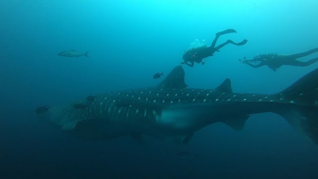 Tiburón ballena recorre 1.100 kilómetros entre las Galápagos y Costa Rica y demuestra la importancia de los corredores biológicos marinos 