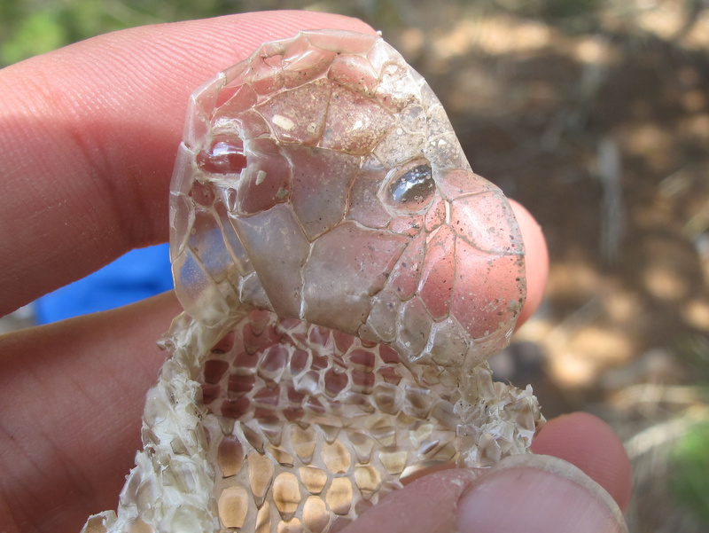 Life is short, but snakes are long: Identifying snake sheds