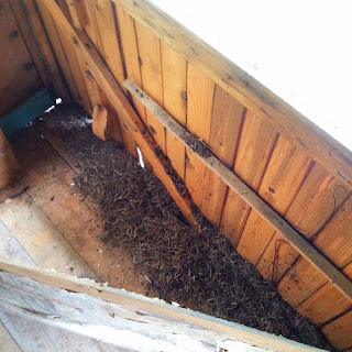 Innerväggen isärtagen och man ser ytterväggens insida. Det ligger massor av myror och tallbarr på golvet efter att de två väggarna delats.