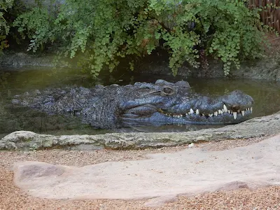 BIOPARC Valenciaのワニ（水中）