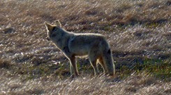 Wolf, Between Madison Junction and Old Faithful, Yellowstone May 7, 2016