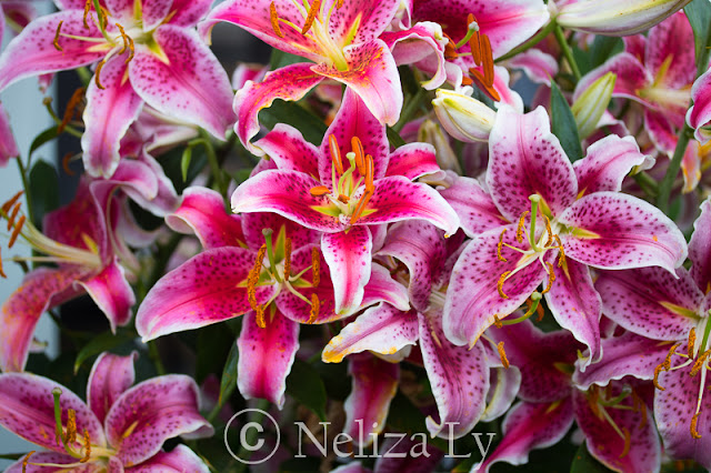 stargazer lily