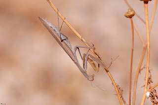 Mantis religiosa-santa teresa-insecto-insecto carnivoro-mantis marron-mantis en rama-