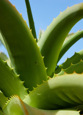 What is Aloe Vera: A Complete Guide.