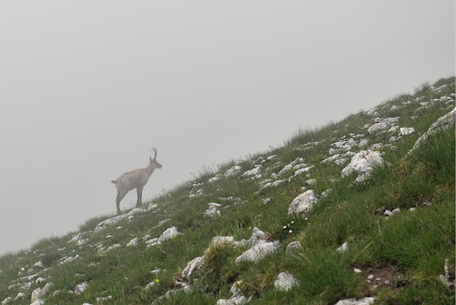 Camoscio nel vallone di Vradda