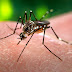 Médica esclarece a diferença entre Dengue e Febre Chikungunya 