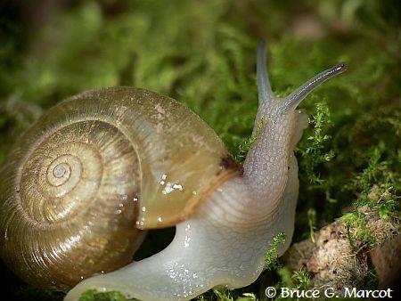 FLOSS ANGELUS Hewan  Lunak Mollusca 