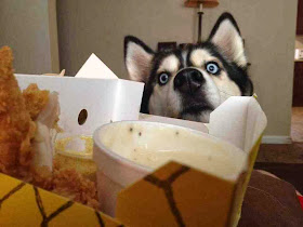 Cute dogs - part 7 (50 pics), husky dog wants human food