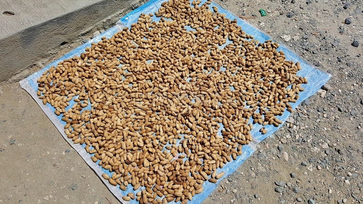 peanut being sun dried at the "bastap", a meal stop in Carmen, Cebu