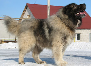 Caucasian shepherd dog similar breeds review