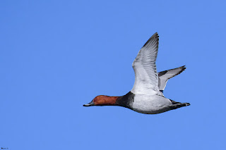 porron europeo-aythya ferina-aves-aves acuaticas-porron europeo macho en vuelo-