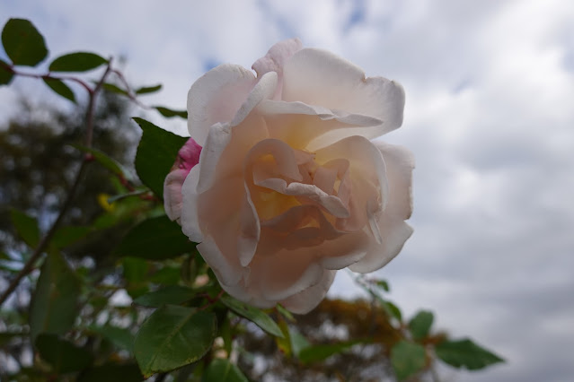 鳥取県米子市別所 こばやしバラ園 バラ（薔薇）