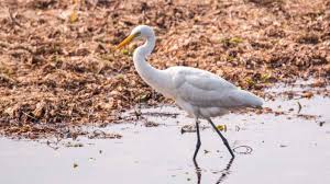 Small egret - Birds of India