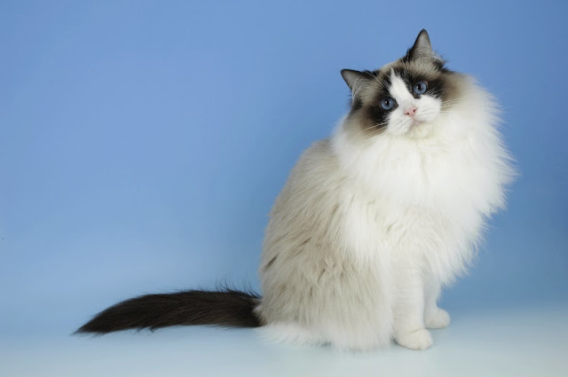 Ragdoll Cat