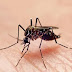 Dengue continua crescendo no Brasil