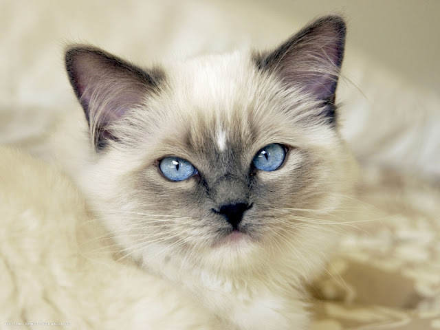 baby ragdoll cats