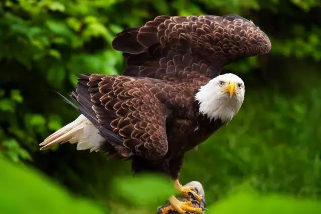 Top 9 biggest eagles in the world