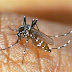 Chikungunya: symptoms, treatment and prevention