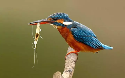 Suara Tengkek Udang