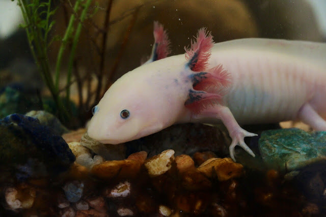 9. Axolotl