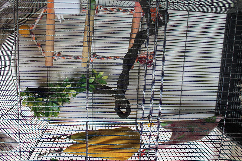 Cookie dan Bella, Sugar Glider Kesayangan - Azie Kitchen