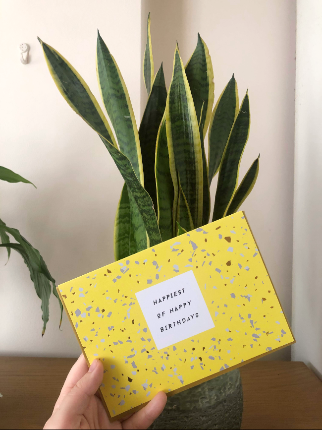 Yellow happy birthday card in front of a snake plant