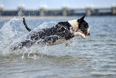 bull terrier en el agua