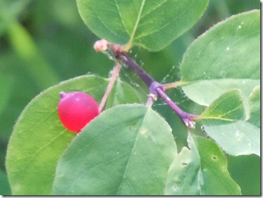 RSCN4758