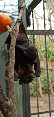 zorro volador (Pteropus lylei)