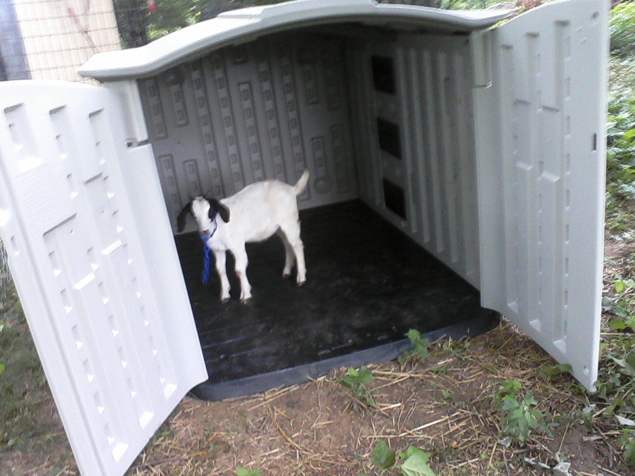 yia: building plans for goat shelter