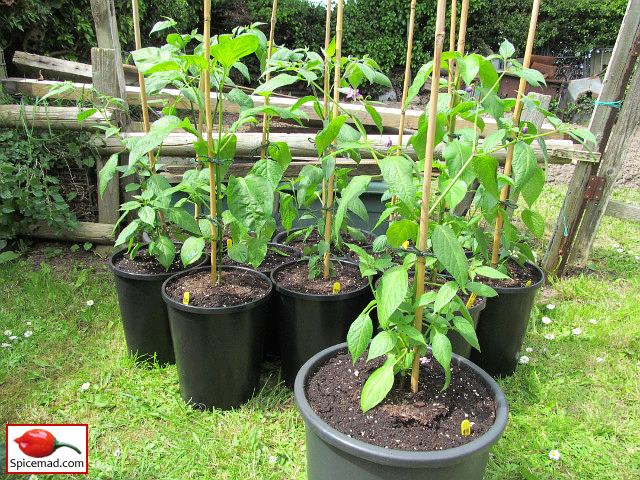Chilli Plants in the Garden - 18th May 2023