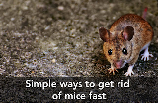 Simple ways to get rid of mice fast