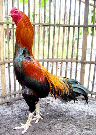  Gambar Ayam Bangkok Super  Yang Di Takuti Lawan Gambar  