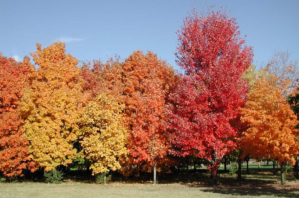 Quercus alba Acer saccharum Liriodendron tulipifera