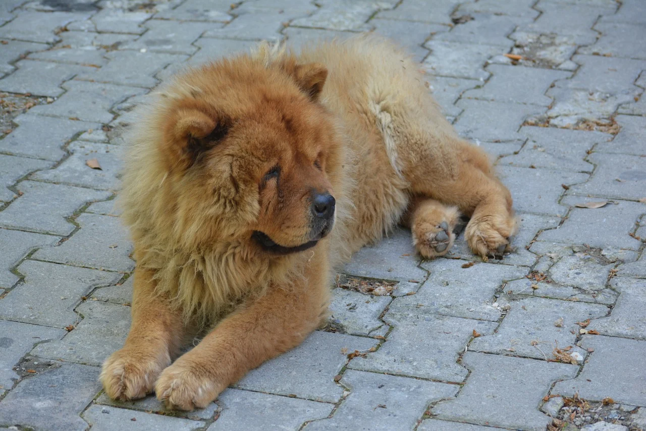 Chow chow siêu dễ thương