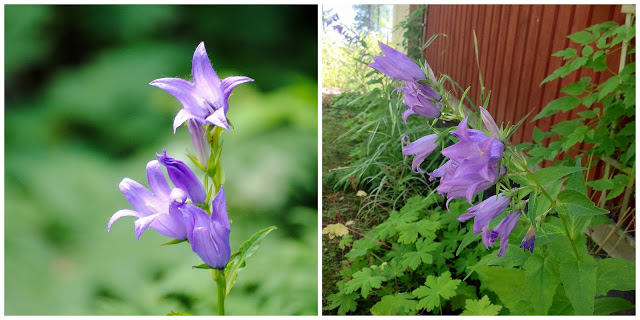 Campanula latifolia