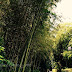 Arashimaya (嵐山): Bamboo Grove