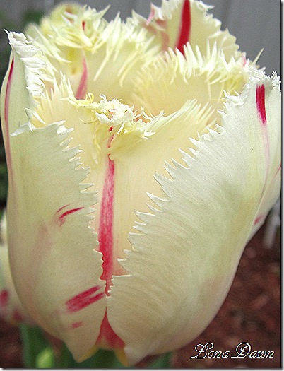 CarrosuelTulip