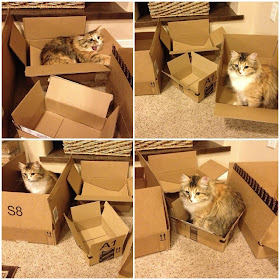 funny cats, cute cat pictures, cat with boxes