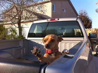 Dog says hi on truck