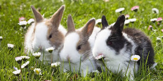 Rabbit Production Prospects And Challenges