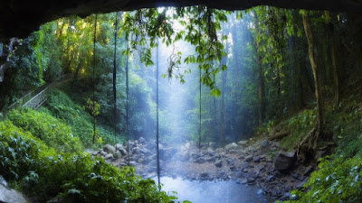 Materi IPA Konservasi Hutan Dan Udara