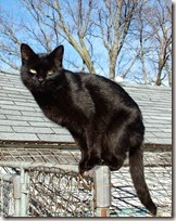 Blackcat-Lilith[1]