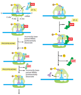 COMO LAS CÉLULAS LEEN EL GENOMA: DE DNA A PROTEÍNAS