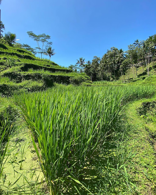 Enjoying the Beauty of Tegalalang Rice Terrace, A Hidden Paradise in Bali
